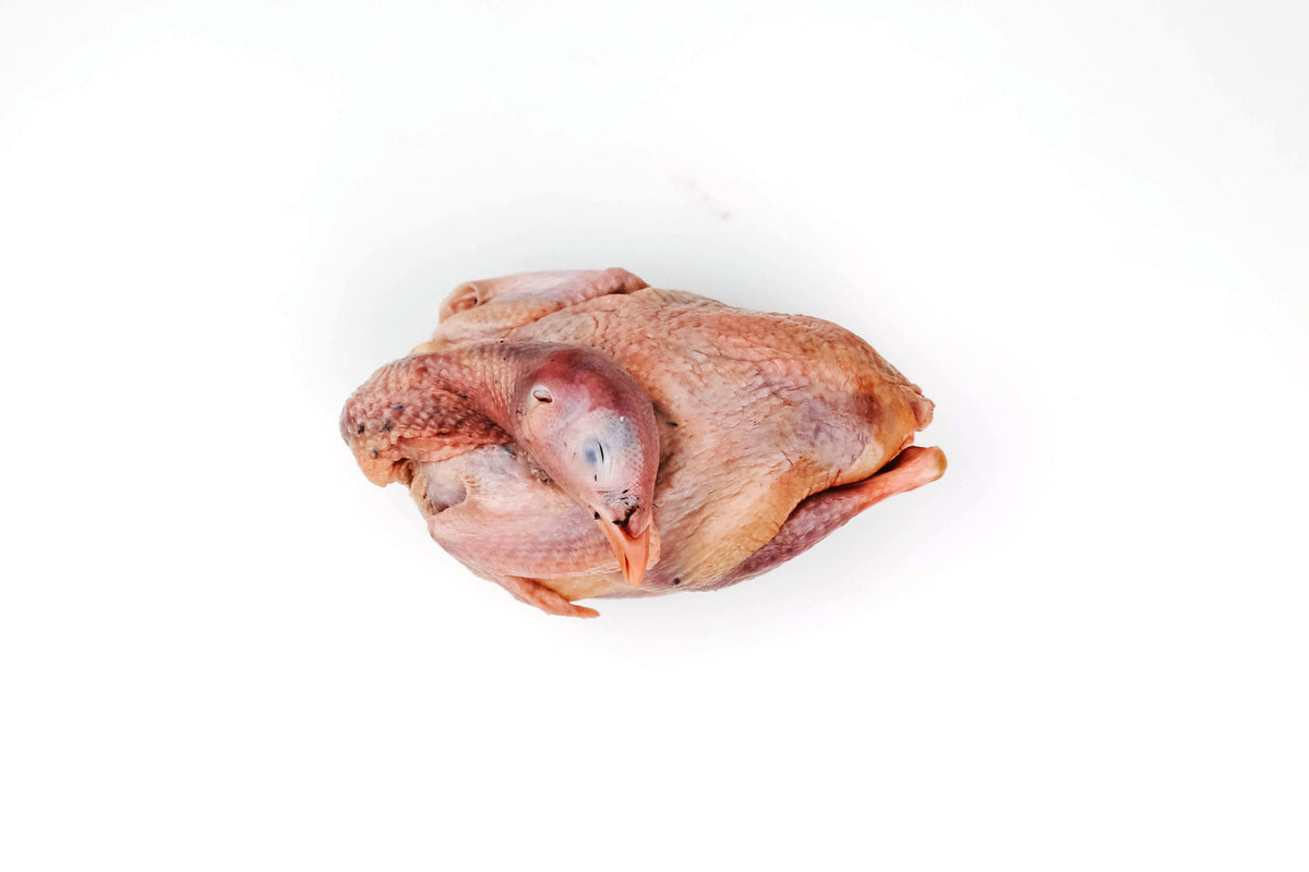 Chukar Partridge