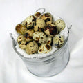 New York State Coturnix Quail Eggs